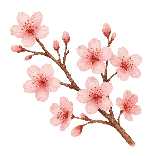 Cherry Blossom